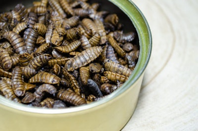 Food For Reptiles And Animals. Preserved Larvae Of Hermetia Illu