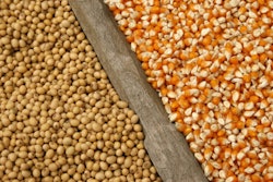 Soybeans And Corn Seeds