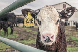 Cow calf VIA PIXABAY April 2021