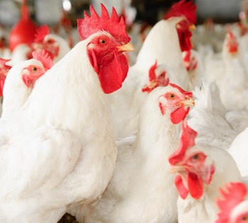 Quality Tech broilers