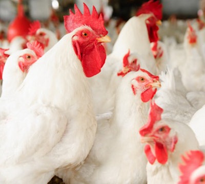 Quality Tech broilers