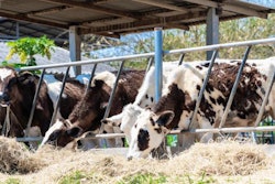 Close Up Of Feeding Cows In Cowshed On Dairy Farm In Countryside