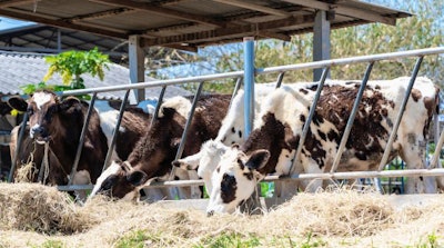 Close Up Of Feeding Cows In Cowshed On Dairy Farm In Countryside