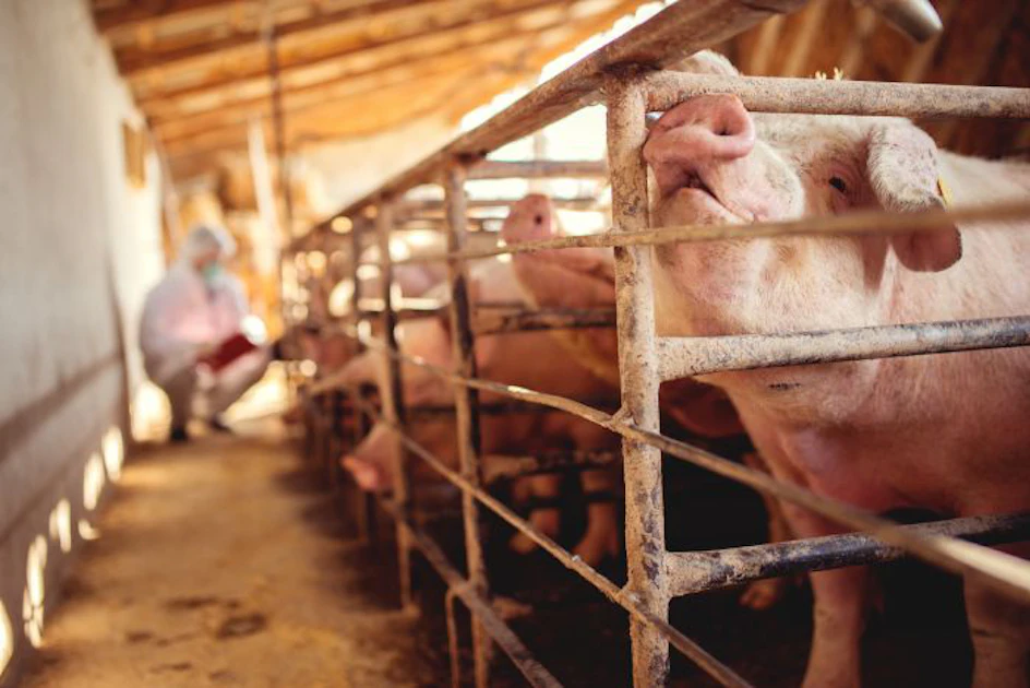 ASF returns to South Korea’s pig sector | Feed Strategy