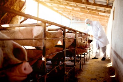 Pig vet with notes examining pigs at pigsty.