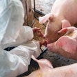 PIG FARM, Veterinarian At Work