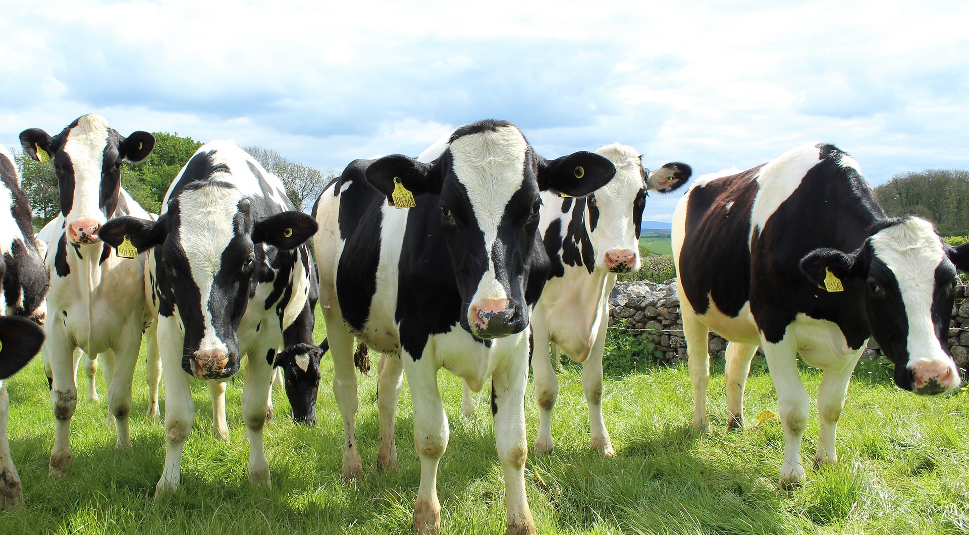 Holstein cattle via PIXABAY May 2021