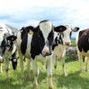 Holstein cattle via PIXABAY May 2021