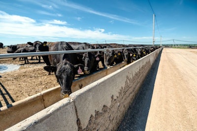 Black Cows Eat From Their Feeders. Raising Beef Breeds Of Cows.