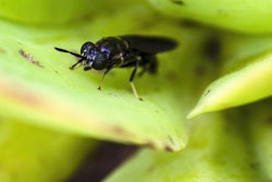 Macro Photography Of A Black Soldier Fly Standing On A Succulent