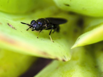 Macro Photography Of A Black Soldier Fly Standing On A Succulent