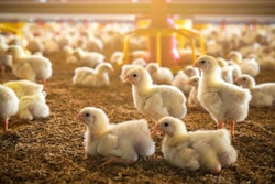 The Little Chicken In The Smart Farming. The Animals Farming Bus