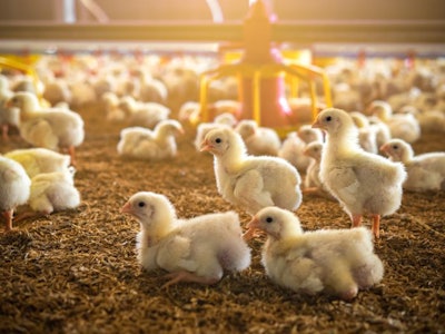 The Little Chicken In The Smart Farming. The Animals Farming Bus