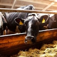 A Cow In A Pen On A Dairy Farm, Looking At The Camera, Close-up.