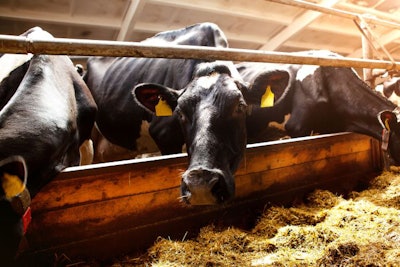 A Cow In A Pen On A Dairy Farm, Looking At The Camera, Close-up.