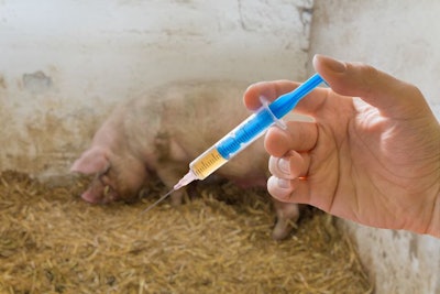 Hand Of Veterinarian Holds Syringe. Pig Or Hog In Background.