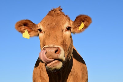 Cow VIA PIXABAY JUNE 2021