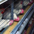 Enriched cages hens eating