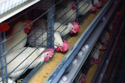 Enriched cages hens eating