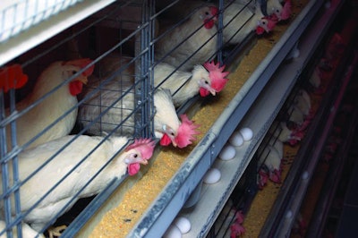 Enriched cages hens eating