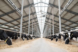 Two long rows of livestock eating hay inside large contemporary farmhouse