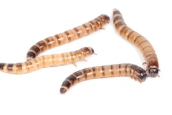 meal worms
