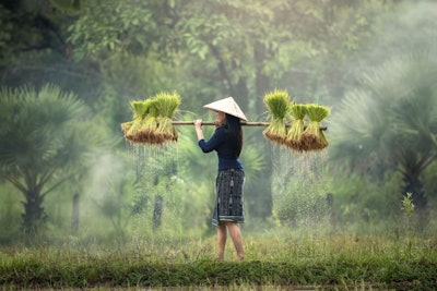 rice-plants