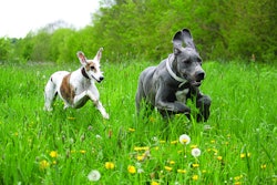 Pet owners want their animals to lead their happiest, healthiest lives, and they’re looking to pet food to make it happen. | Bianca Grueneberg I Shutterstock.com