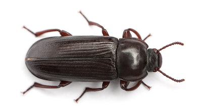 Darkling beetles are a constant issue in broiler barns and can cause serious financial and performance losses for growers if infestations go uncontrolled.