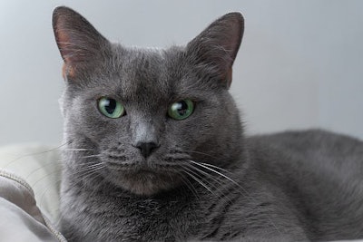 Russian blue cat (ElenaPopova | BigStock.com)
