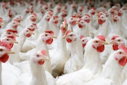 Poultry Farm With Broiler Breeder Chicken. Husbandry, Housing Bu