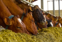 Orange Cows On Farm. Red Cows Eating Hay In The Stable At Cowshe