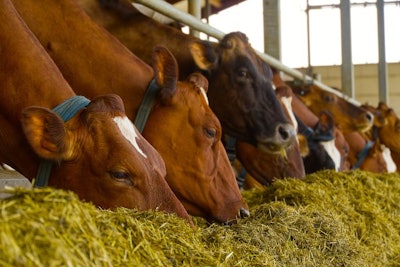 Orange Cows On Farm. Red Cows Eating Hay In The Stable At Cowshe