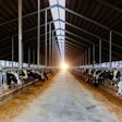 Dairy cows in modern free livestock stall