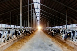 Dairy cows in modern free livestock stall