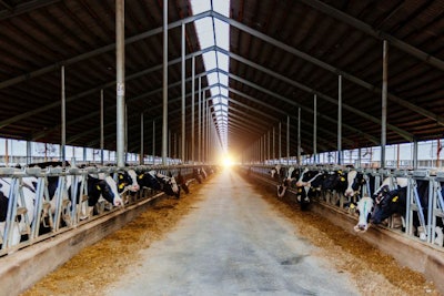 Dairy cows in modern free livestock stall