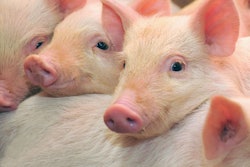 Pigs