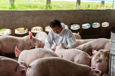 Asian Veterinarian Working And Checking The Pig In Hog Farms, An