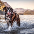 Boxer in Alouette Lake, Canada (Edgar Bullon | BigStock.com)