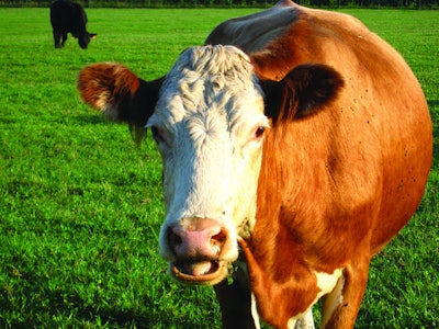 With byproducts from a cow being used for pet food, should it have the same carbon footprint as a steak for humans? l Andrea Gantz