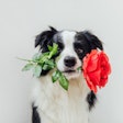 Border Collie Rose