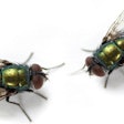 Macro shoot of domestic flies.