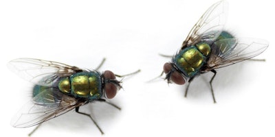 Macro shoot of domestic flies.