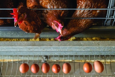 Split feeding programs offer key nutrients at optimal times in the egg formation cycle. (chee gin tan | iStock.com)