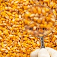 Aflatoxin Poisonous Carcinogens In Harvested Corn Kernels Detect