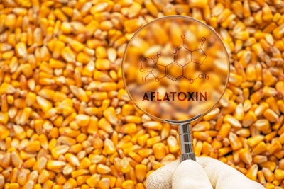 Aflatoxin Poisonous Carcinogens In Harvested Corn Kernels Detect