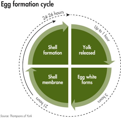 Egg Formation Diagram