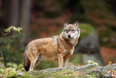 The Grey Wolf Or Gray Wolf (canis Lupus) Standing On A Rock. A L