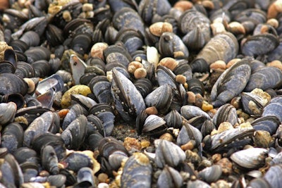 The Blue Mussel (mytilus Edulis), Also Known As The Common Musse