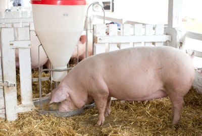 Proper feed management is always important, but when feed cost becomes prohibitively expensive, it should be a priority. (Budimir Jevtic | Shutterstock.com)